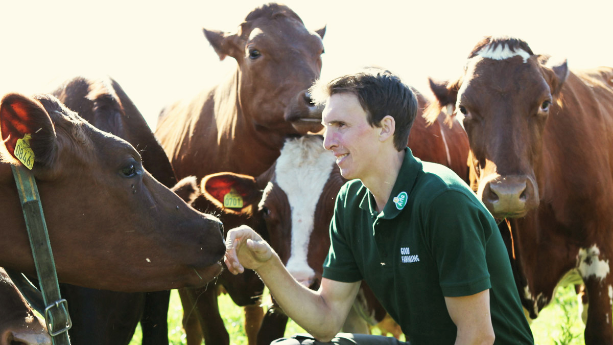 Arlabonde med sina kor